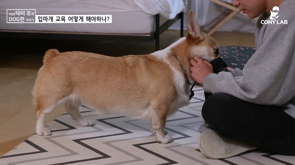 [영상] 강아지에게 거부감 안들게 입마개 교육하는 법! | 인스티즈