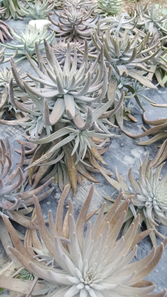 해동와송 이미지