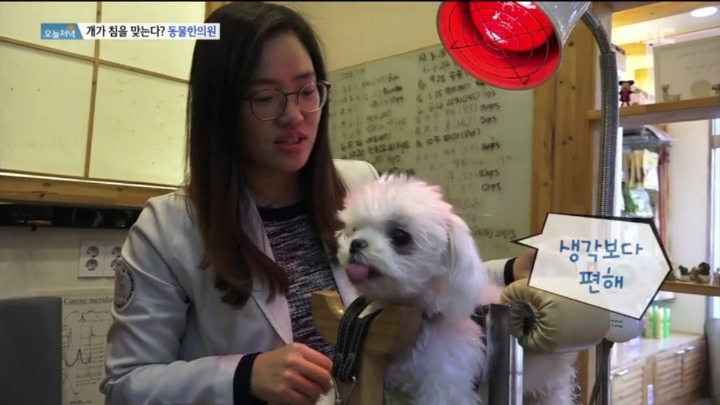 강아지 한의원.jpg | 인스티즈