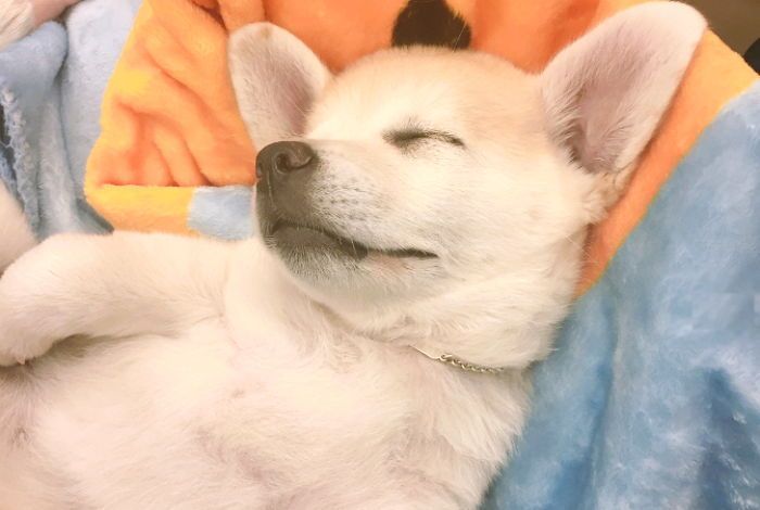 졸리면 아무데서나 잘 자는 절미.jpg | 인스티즈