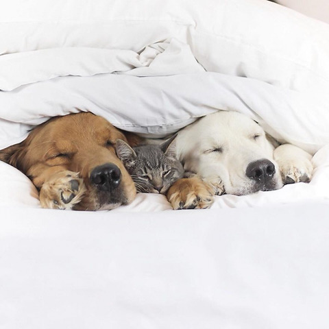 댕댕이 두마리와 고양이 한마리가 동거하는 이야기.jpg | 인스티즈