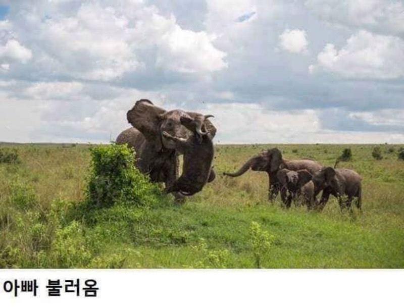아기코끼리 괴롭힌 물소의 최후 | 인스티즈
