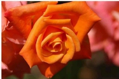 RoseDay 이미지
